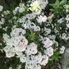 Mountain Laurel is EVERYWHERE on this trail. It's gorgeous!!