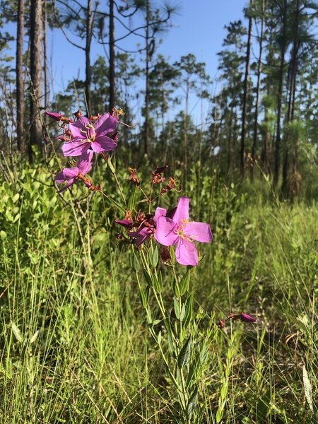 Some beautiful wildflowers along the yellow trail.