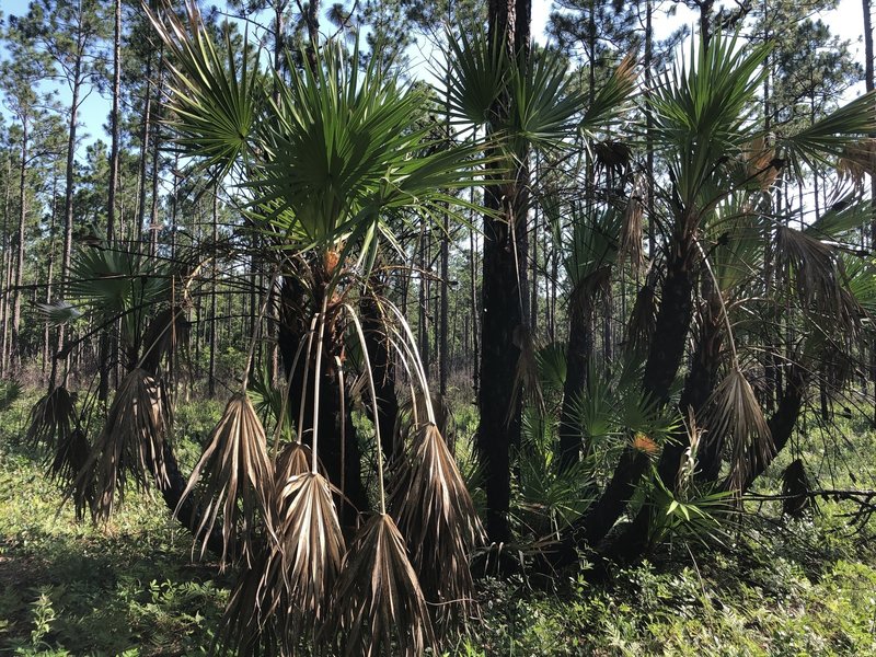 A group of very old palms