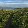 A singletrack paradise at the junction!
