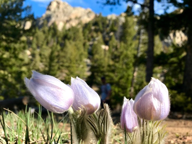 Looking at pasque flowers below Lumpy Ridge on a sunny, spring day