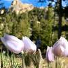 Looking at pasque flowers below Lumpy Ridge on a sunny, spring day
