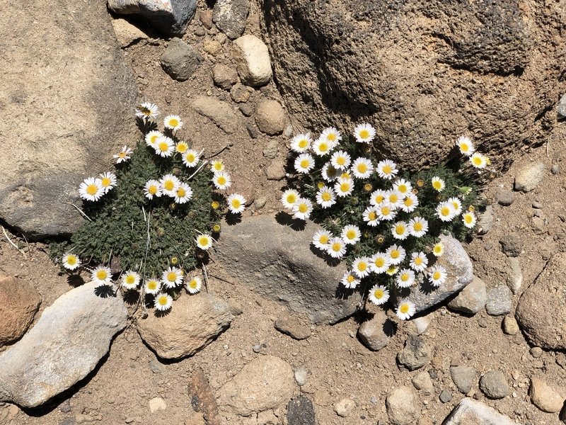 Summit wildflowers