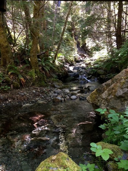 Marie Creek, named for early 20th century south fork resident Marie Lamb, where it crosses trail.