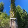 Vertical pano of tree at OR/CA boarder