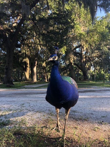 One of the local peacocks that roam the island