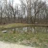 Walt's Pond