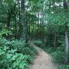 Path through forest margin