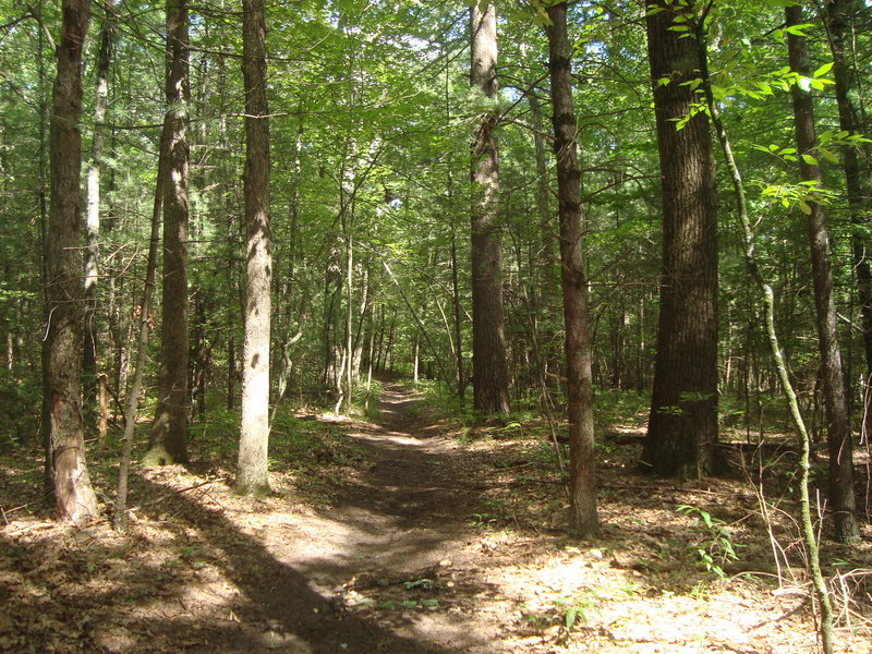 Lady Slipper Trail at Silver Creek Campground in Hamilton, Michigan