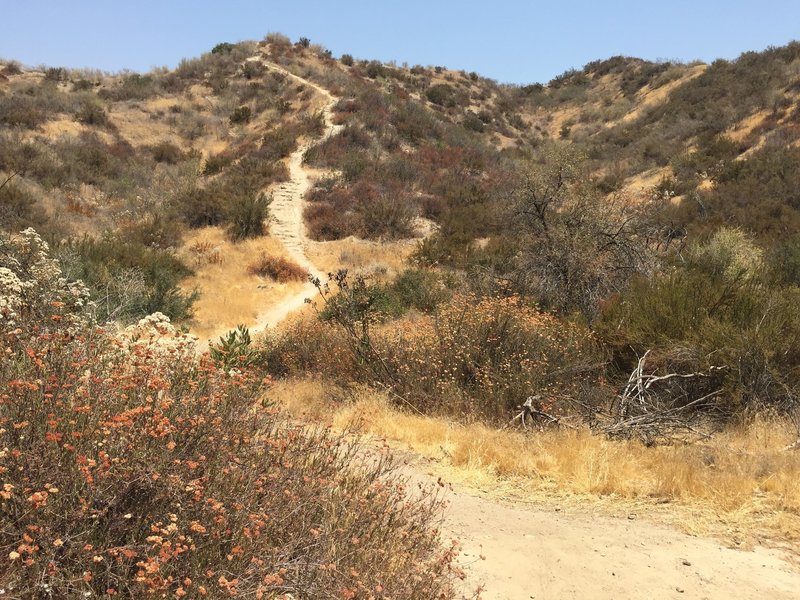 Pico Canyon Park trail - on left of the trail, you see another opportunity to climb dirt staircase which leads into the open space and a number of crisscrossing trails.