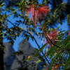 Grand peaks and beautiful tree-based red flowers can be found at the lower elevations in Mafate.