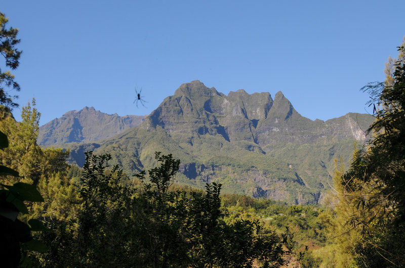 A massive red-legged golden orb-weaver spider (Nephila Inaurata) in front of Piton des Neiges. These spiders are common sights in La Reunion, sitting in their impressive webs.