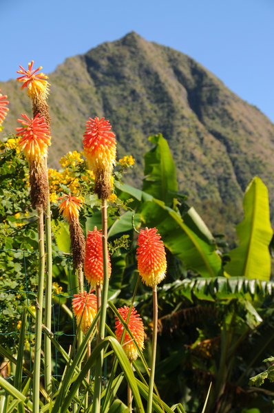 Really cool tall flowers in front of Piton Cabris.