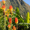 Really cool tall flowers in front of Piton Cabris.