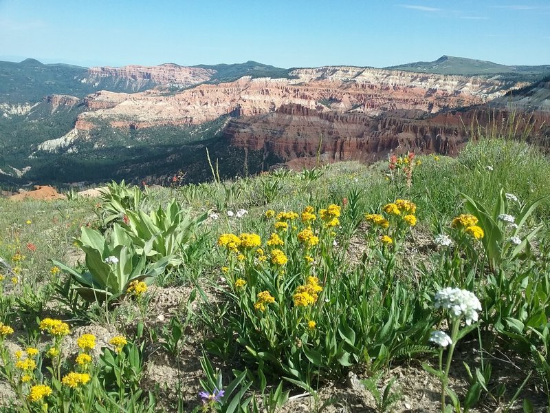 View of the Breaks and wildflowers