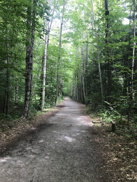 Lincoln Woods Trail. Wide and easy