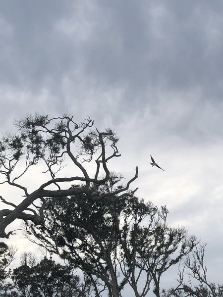 an osprey in flight