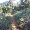 Majority of trail is singletrack but obvious