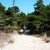 Hiking through the shore pines