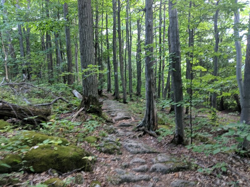 Bruce Trail - Petun - Easy trail sections with good conditions