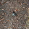 Spicebush Swallowtail on the trail.