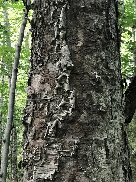 interesting tree bark