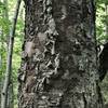 interesting tree bark
