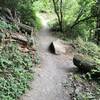 Great trail through the trees, literally