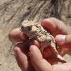 Little desert horned lizard friend (yes, we put him back right where we found him).