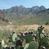 View of the Organ Mountains and opuntia in fruit