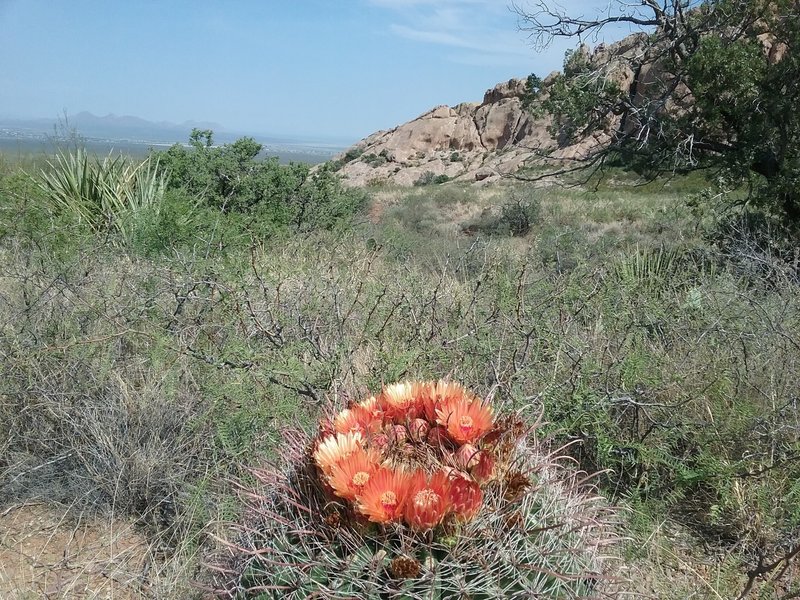 View of the Cave Rocks and barrel cactus in bloom.