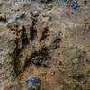 Wildlife tracks, like this raccoon print, litter the trail throughout the entire forest.