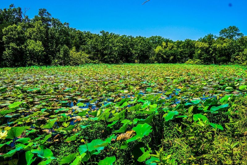 Lilly pads completely cover this area of the lake that is teeming with birdlife.