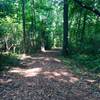 Mahlon Woods Trail in the Cofrin Arboretum