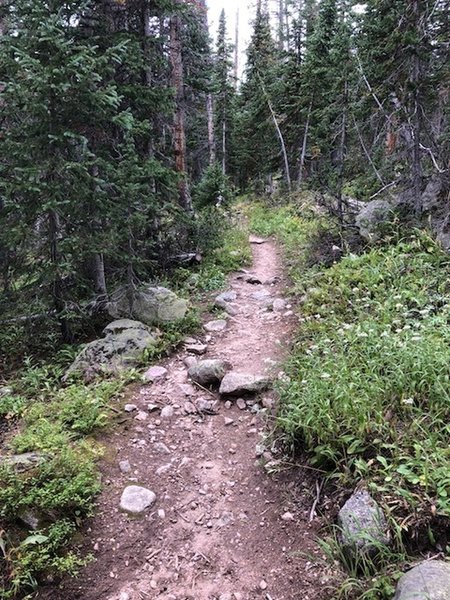 Typical trail conditions for a significant portion of the trail