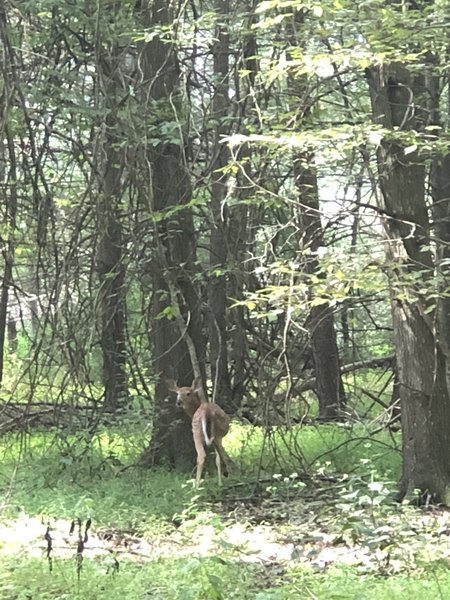 Fawn grazing in the woods