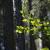 Spring Leaves
