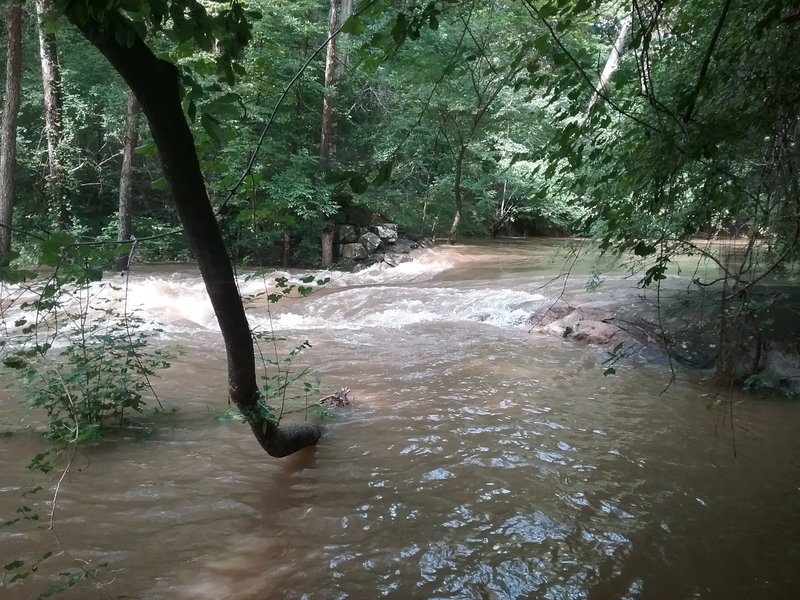 The reedy river with high water,