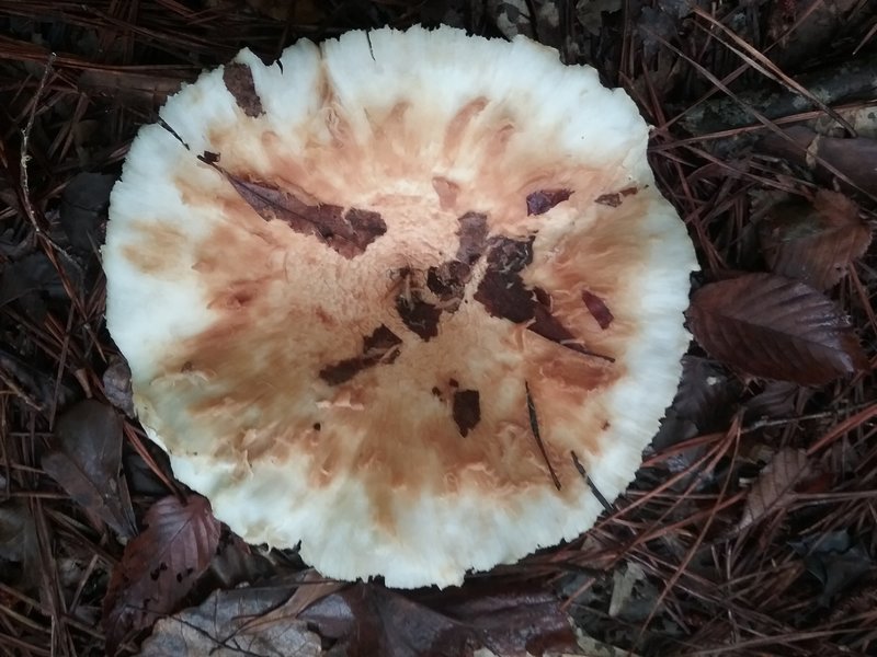Fall mushroom.