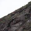 A bighorn sheep above the trail on the way out to Bullhead Lake.  Start early in the morning to see the most wildlife.