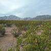 View of  Franklin Mountains from the trail