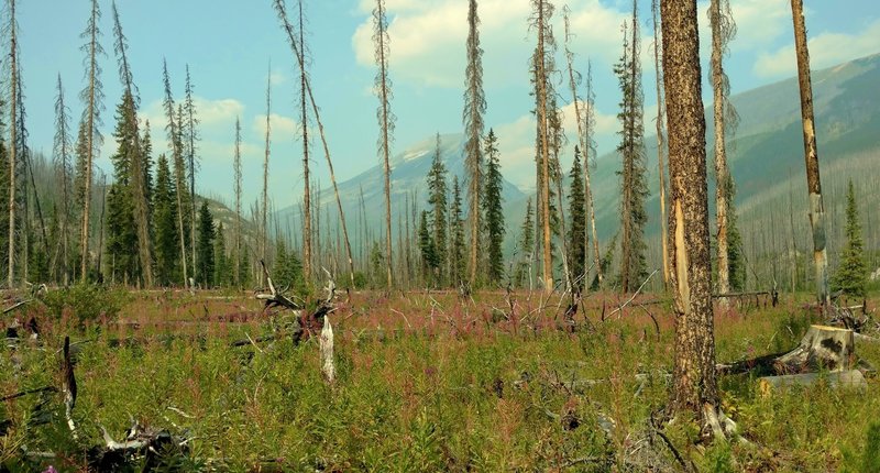 Beautiful purple fireweed in the recovering burn area of a 2003 forest management fire, is found along Moose River Route in this expansive mountain wilderness.