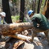 Volunteers clearing trees on Twin Peaks Trail near the spring.