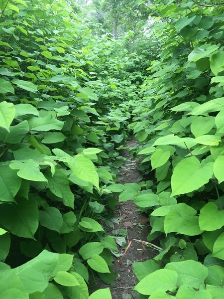 The trail surrounded by invasive giant knotweed.