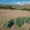Coyote gourds and Franklin Mountains.