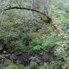 View of forest floor and creek along the trail.