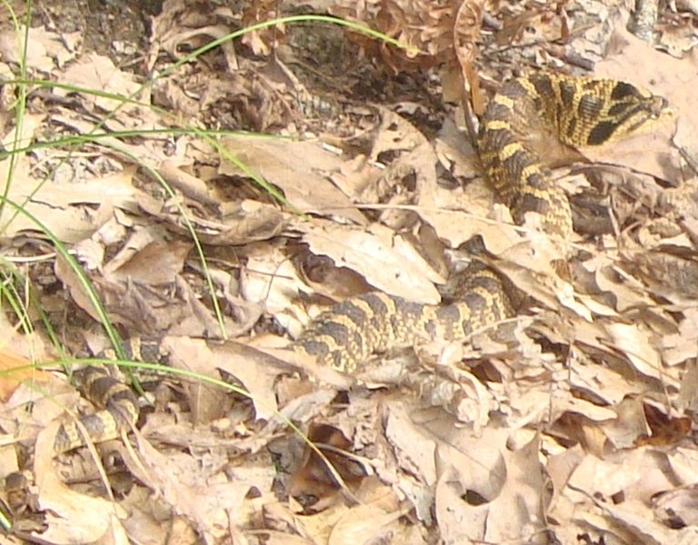 Eastern Hognose Snake aka "puff adder" crossing the trail in the fall