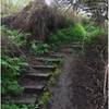 Stairway that descends into the wetland world of this nature area