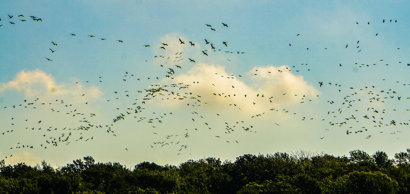 This refuge is in the central migratory path of many bird species and provides quite the spectacle if timed right.