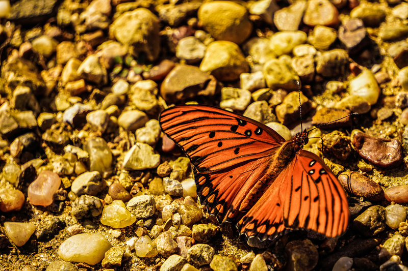 Butterflies are plentiful throughout this trail as you cross a large marshy field.